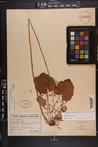 Heuchera americana image