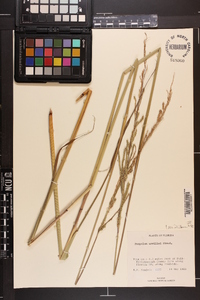 Paspalum urvillei image