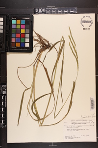 Paspalum urvillei image