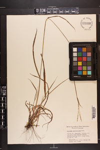 Paspalum praecox var. curtisianum image