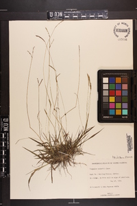 Paspalum saugetii image