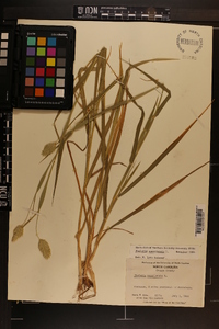 Phalaris canariensis image