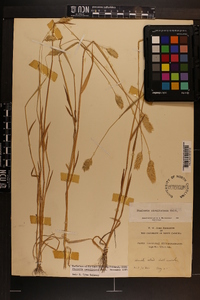 Phalaris caroliniana image