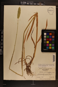 Phalaris caroliniana image