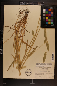 Phalaris caroliniana image