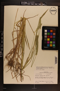 Phalaris angusta image