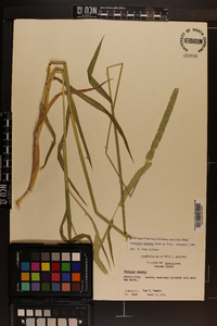 Phalaris angusta image