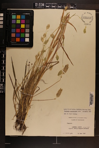 Phalaris caroliniana image