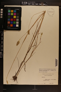 Phalaris caroliniana image