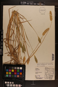 Phalaris caroliniana image