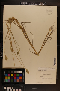 Phalaris caroliniana image