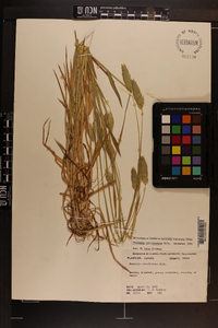 Phalaris caroliniana image