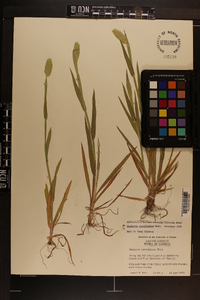 Phalaris caroliniana image