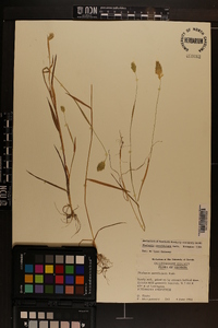 Phalaris caroliniana image