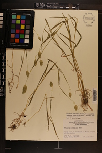 Phalaris caroliniana image