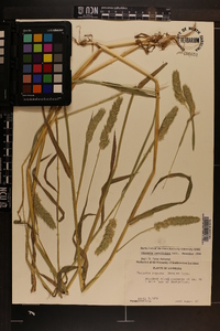 Phalaris caroliniana image