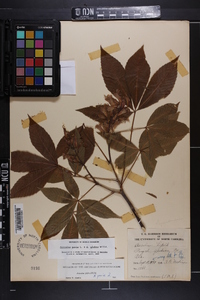 Aesculus x bushii image