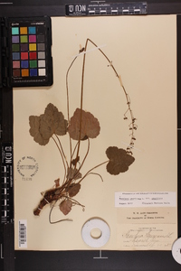 Heuchera americana image