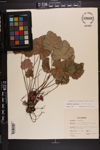 Heuchera americana image