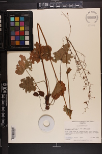 Heuchera americana image