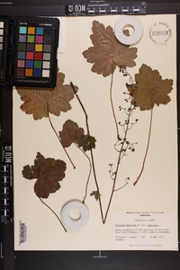 Heuchera americana image