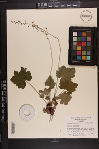 Heuchera americana image