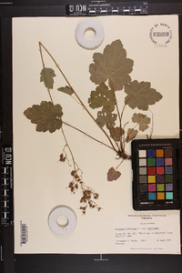 Heuchera americana image