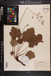 Heuchera americana image