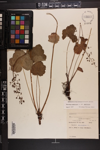 Heuchera americana image