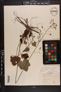 Heuchera americana image