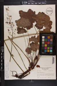 Heuchera americana image