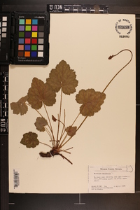 Heuchera americana image