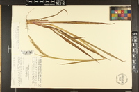 Paspalum floridanum image