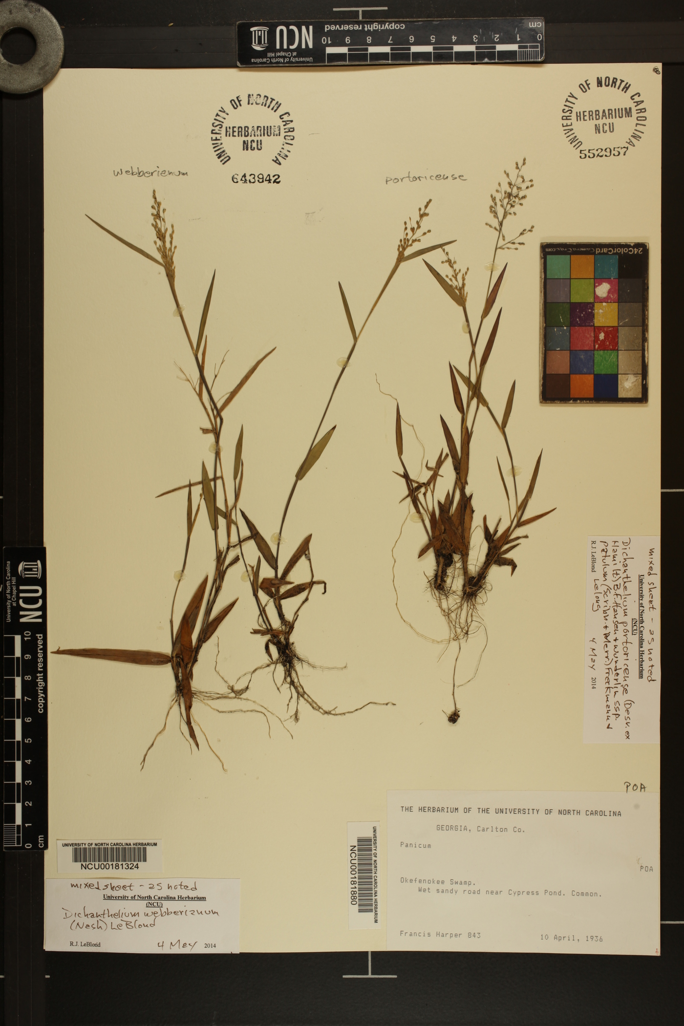 Panicum portoricense image