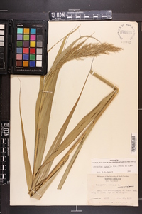 Phragmites australis image