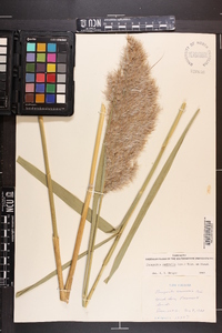 Phragmites australis image