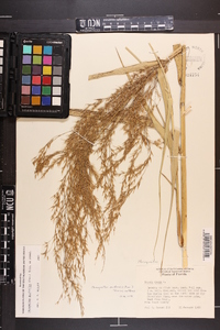 Phragmites australis image