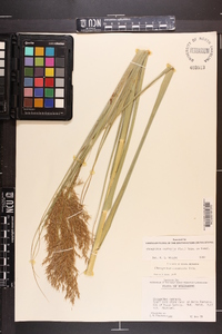 Phragmites australis image