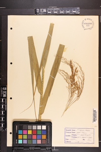 Phragmites australis image