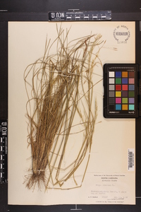 Stipa avenacea image