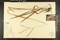 Paspalum floridanum image