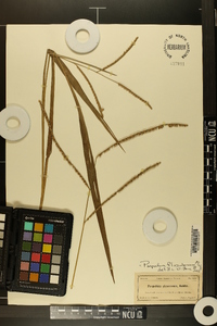 Paspalum floridanum image