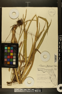 Paspalum floridanum image