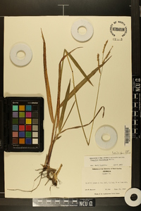 Paspalum floridanum image