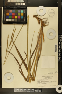 Paspalum floridanum image