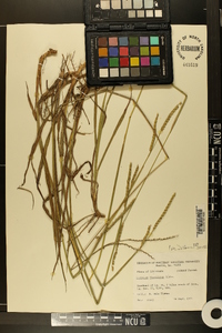 Paspalum floridanum image