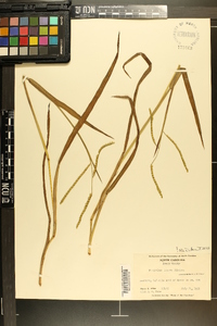 Paspalum laeve image