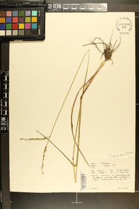 Paspalum laeve image