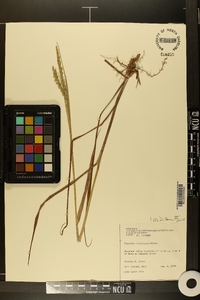 Paspalum floridanum image