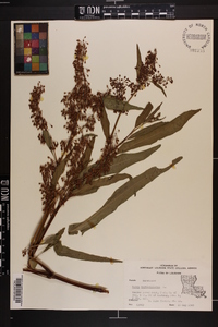 Rumex verticillatus image